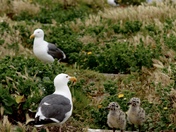 Channel Islands National Park