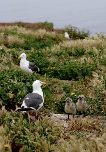 Channel Islands National Park