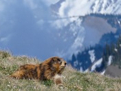 Olympic National Park