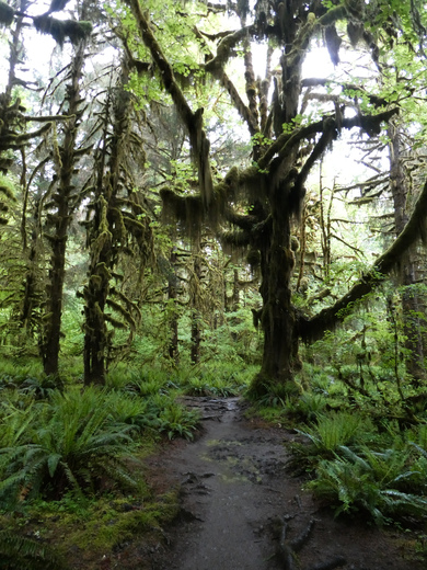 Olympic National Park