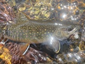 Shenandoah National Park