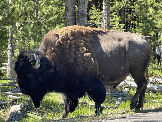 Yellowstone National Park
