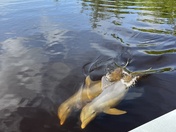 Everglades National Park