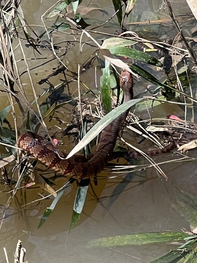 Congaree National Park
