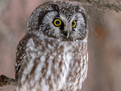 Boreal Owl