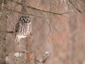 Boreal Owl
