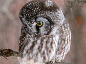 Boreal Owl