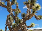 Joshua Tree National Park