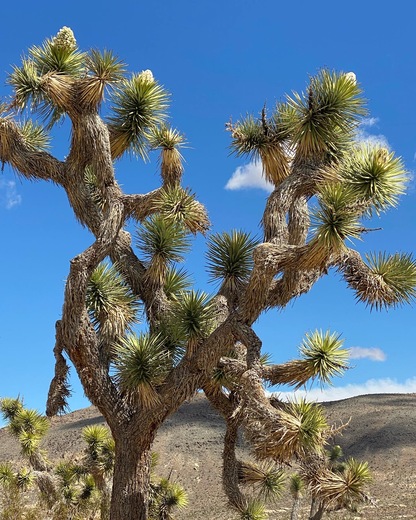 Joshua Tree National Park