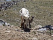 Mt Blue Sky recreation area and scenic byway Arapaho and Roosevelt Nat. Forest