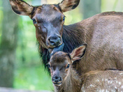 Great Smoky Mountains National Park