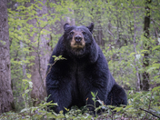 Great Smoky Mountains National Park
