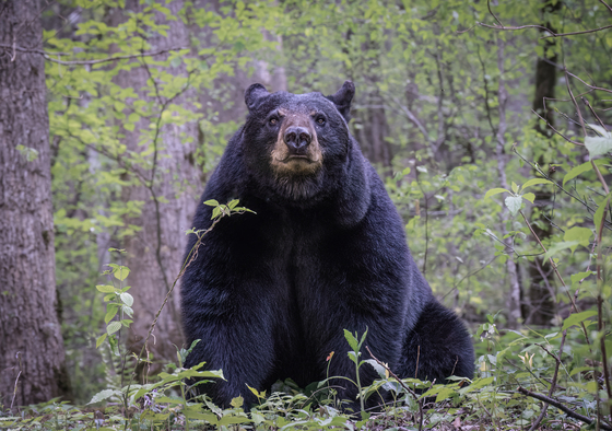 Great Smoky Mountains National Park