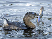 Ridgefield National Wildlife Refuge