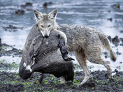 Ridgefield National Wildlife Refuge