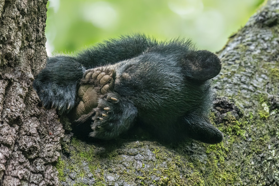 Great Smoky Mountains National Park