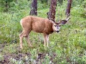 Olive Ridge Campground