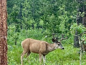Olive Ridge Campground