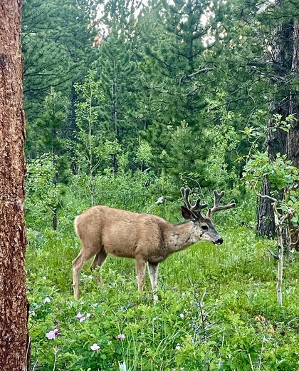 Olive Ridge Campground