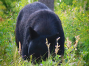 Yelllowstone National Park
