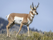 Yellowstone National Park