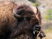Theodore Roosevelt National Park