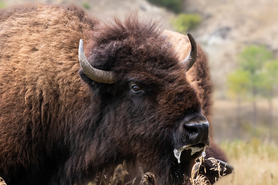 Theodore Roosevelt National Park
