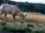 Badlands National Park