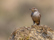 Theodore Roosevelt National Park