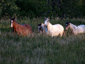 Theodore Roosevelt National Park