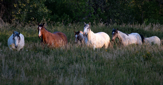 Theodore Roosevelt National Park