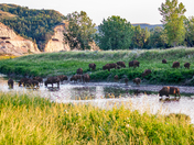 Theodore Roosevelt National Park