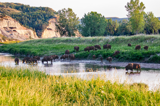 Theodore Roosevelt National Park