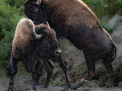 Theodore Roosevelt National Park