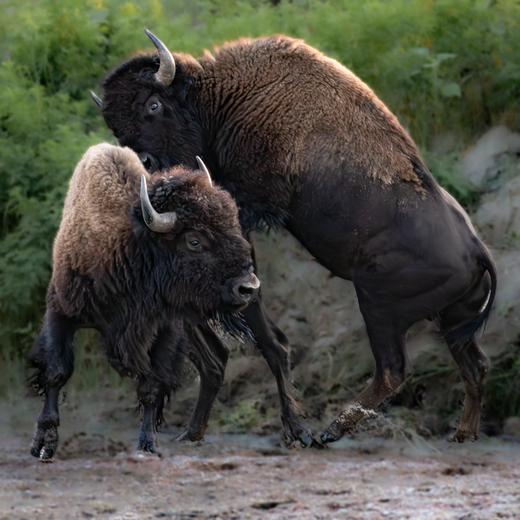 Theodore Roosevelt National Park