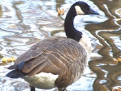 An October Canadian!