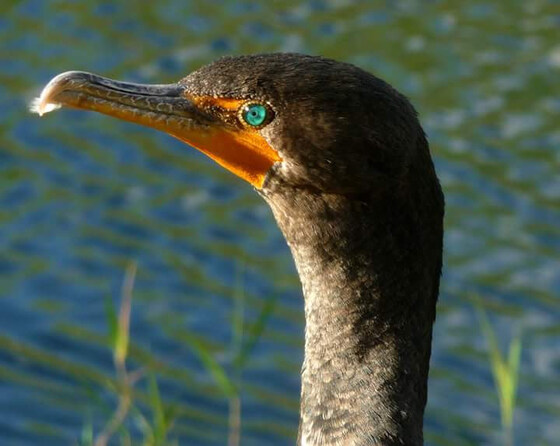 Everglades National Park