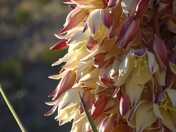 Big Bend National Park
