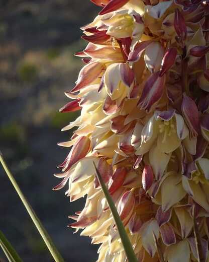 Big Bend National Park