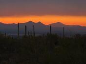 Saguaro National Park