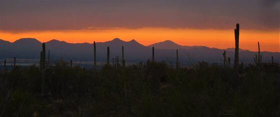 Saguaro National Park
