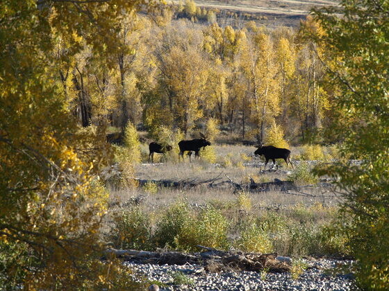 Grand Teton National Park