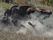 Theodore Roosevelt National Park