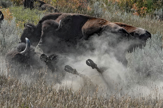 Theodore Roosevelt National Park