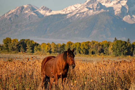 Grand Teton National Park
