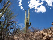 Saguaro National Park
