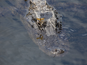 Big Cypress National Preserve