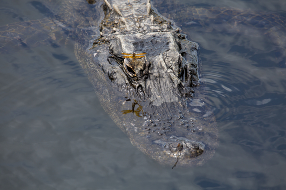 Big Cypress National Preserve