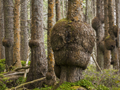 Olympic National Park