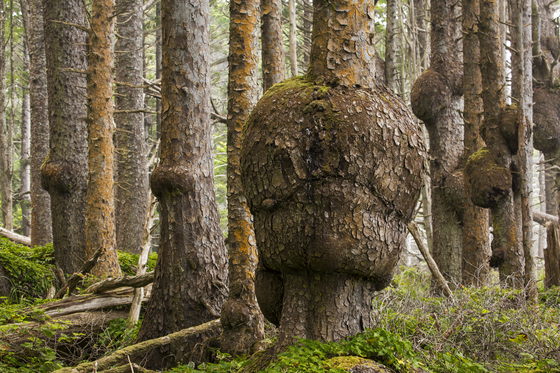 Olympic National Park